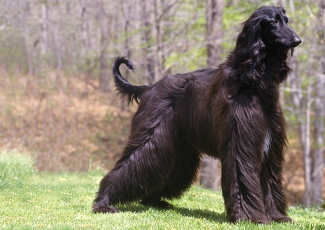 Afghan Hound