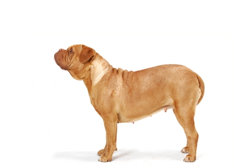 Dogue de Bordeaux