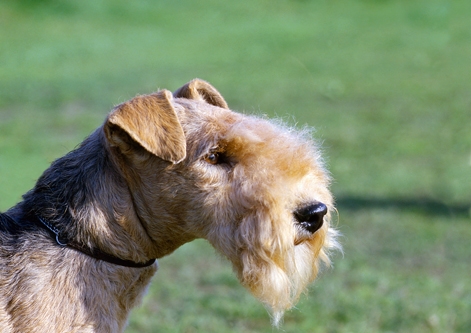 Lakeland Terrier