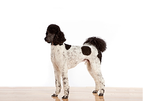 Standard Poodle